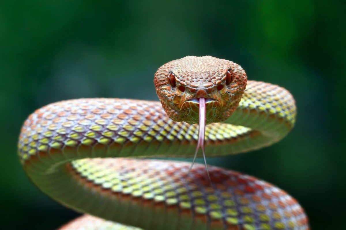 bush viper snake bite