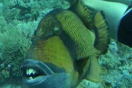 Diver Bitten By Triggerfish Off The Coast Of Egypt, Finds The Incident Funny