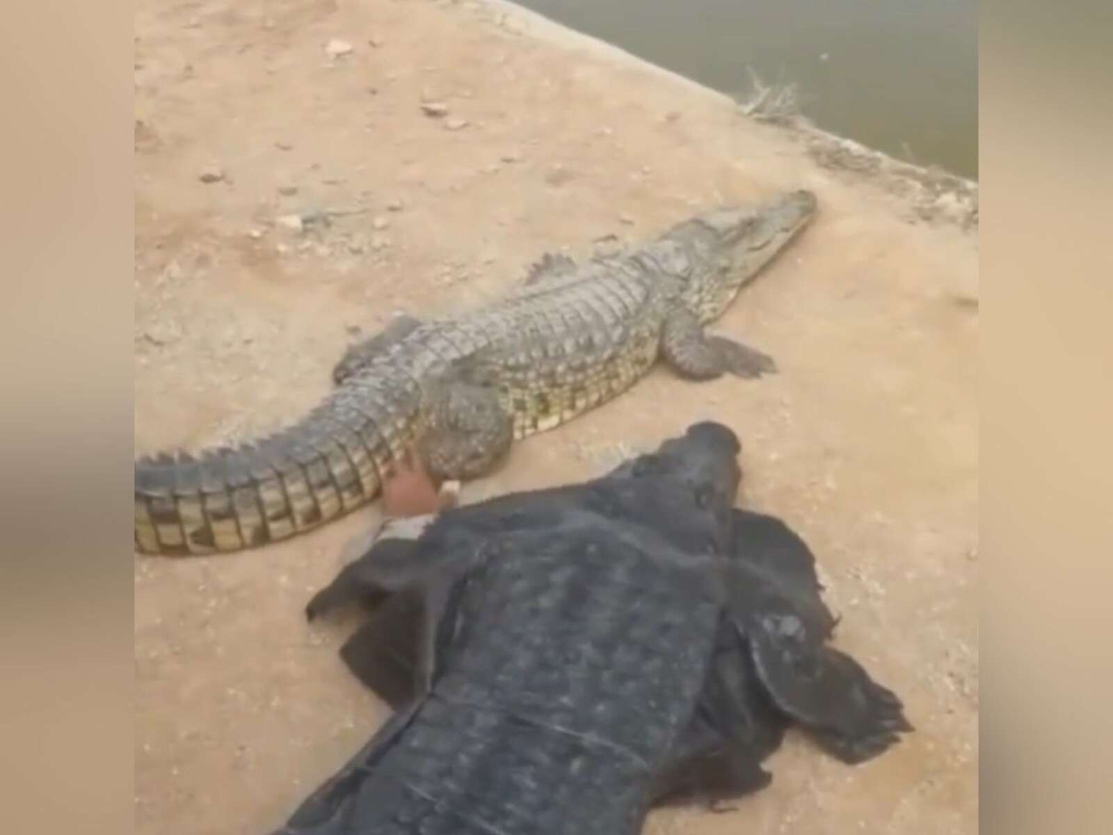 Crocodile Cloth (@crocodile.cloth) • Instagram photos and videos