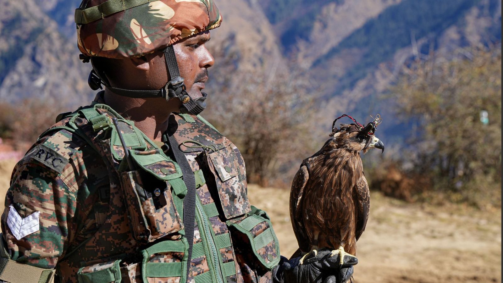 Indian Army's New 'Weapon' is a Bird! How Eagles are Being Trained to Take  Down Drones