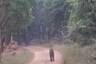 Royal Bengal Tiger Spotted in Odisha's Debrigarh Sanctuary After Almost 5 Years