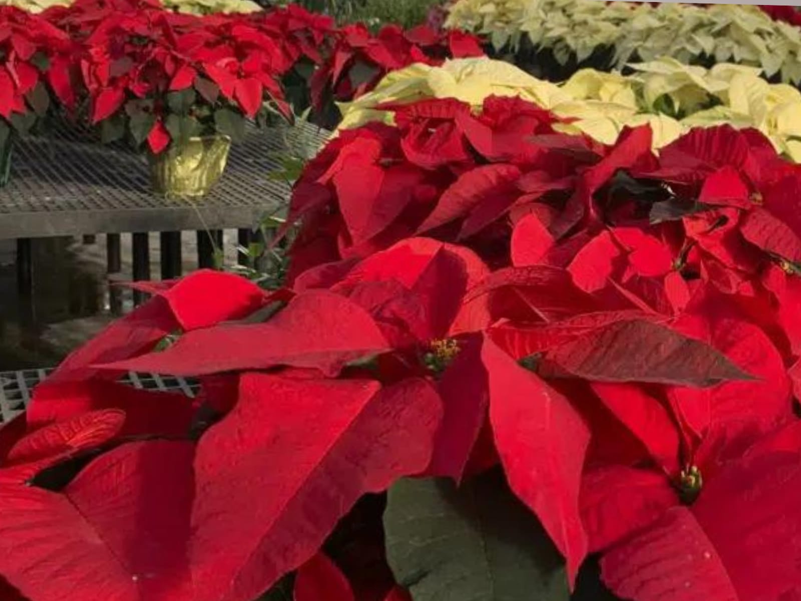 Here Is How You Can Care For Your Special Holiday Season Plants - News18