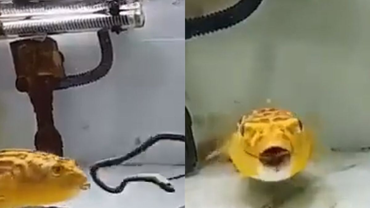 Watch BoneChilling Video Of a Pufferfish Devouring Snake, Scorpion