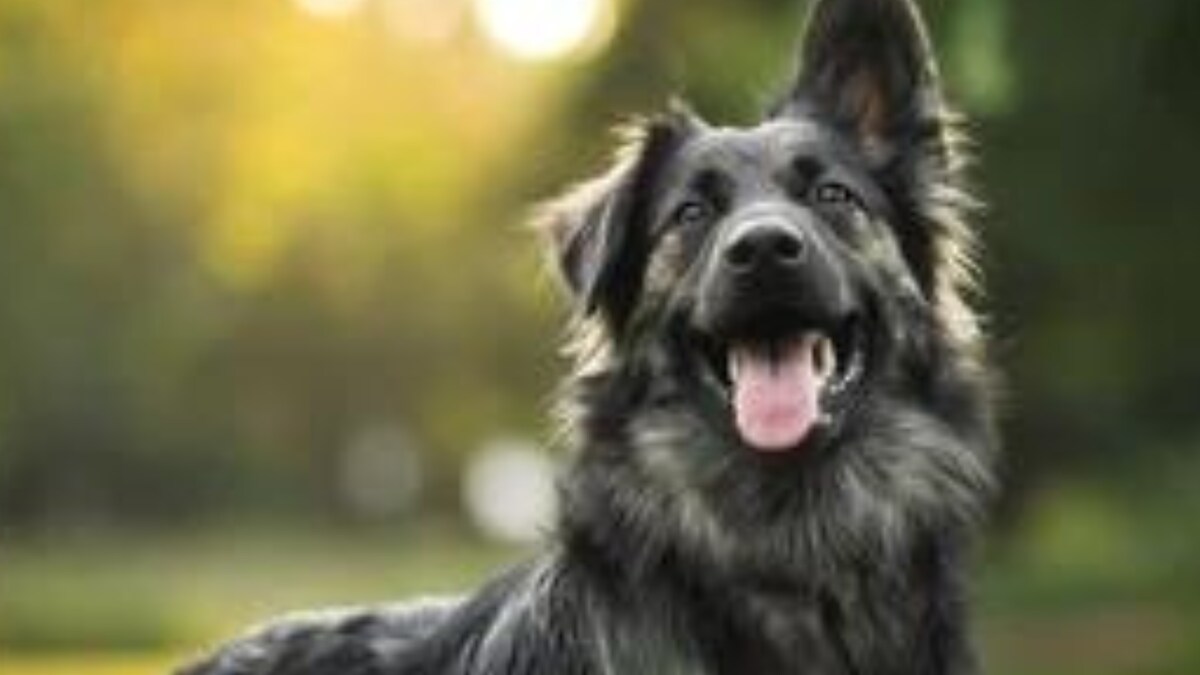 5 Canine Behaviours And What They Mean