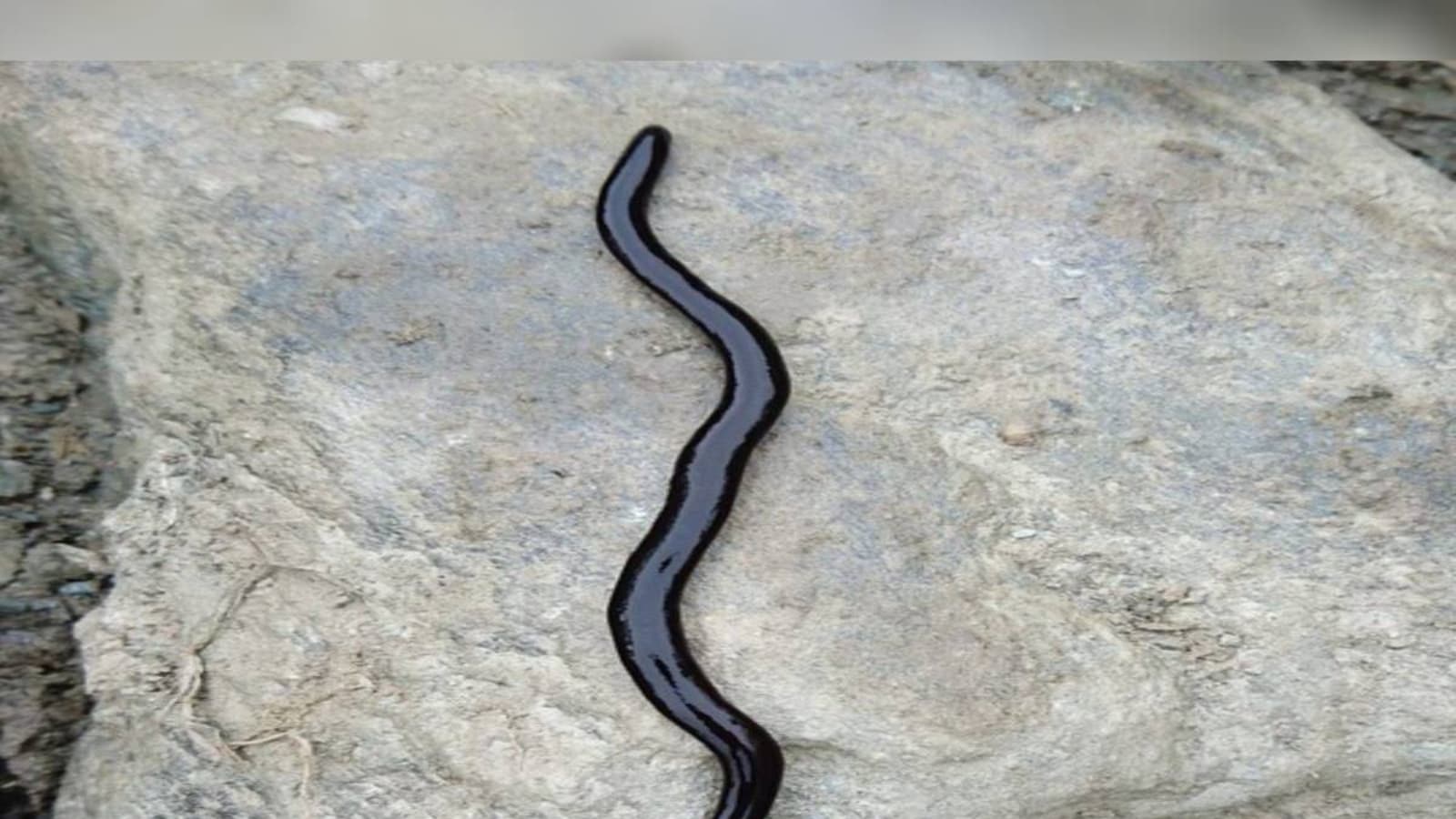 This Hammerhead Worm Turns its Prey Into Liquid, Know More About Unique