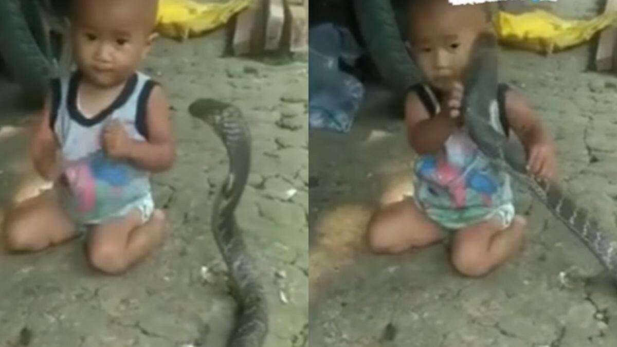 Kid plays with snake, What is this kid playing with?! 😱😱, By Daily Mail