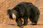 Watch: Video Of A Sloth Bear Aggressively Charging Ahead Goes Viral