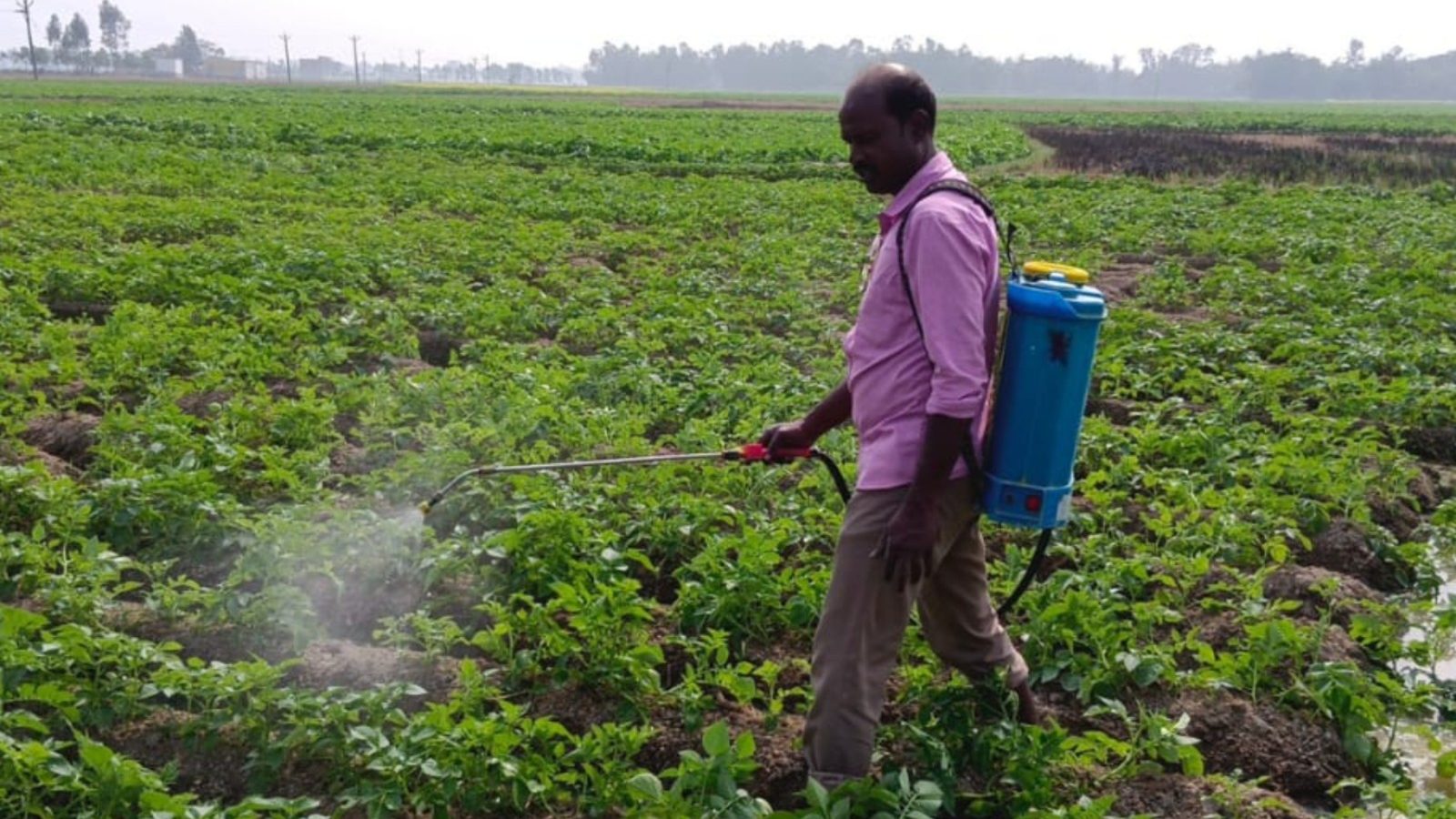 Shrinking Winter, Premature Heat Affect Potato Cultivation in Parts of Bengal; Farmers Face Severe Losses