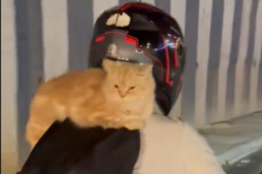 WATCH: Man Takes His Two Cats On a Bike Ride, But The Internet Doesn't ...