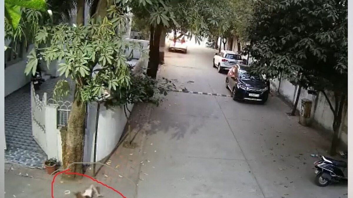 Surat Stray Dog Attacks Girl, Pulls Out Cheek; Mother Rescues Her On