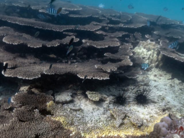 Coral Bleaching Causing