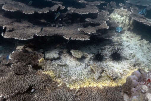 Coral Bleaching Causing