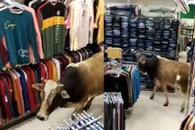 Cow Roams Freely Inside Clothing Store in Assam, Video Goes Viral