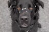 Video of Dog Enjoying the Snowfall For the First Time is Going Viral