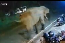 Elephant Turns Traffic Cop, Kicks Motorcycle Parked on Road in Viral Video
