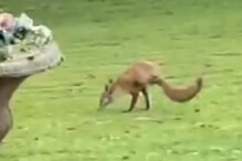 Ever Seen Two-Legged Fox? This British Couple Spotted One in Their Lawn