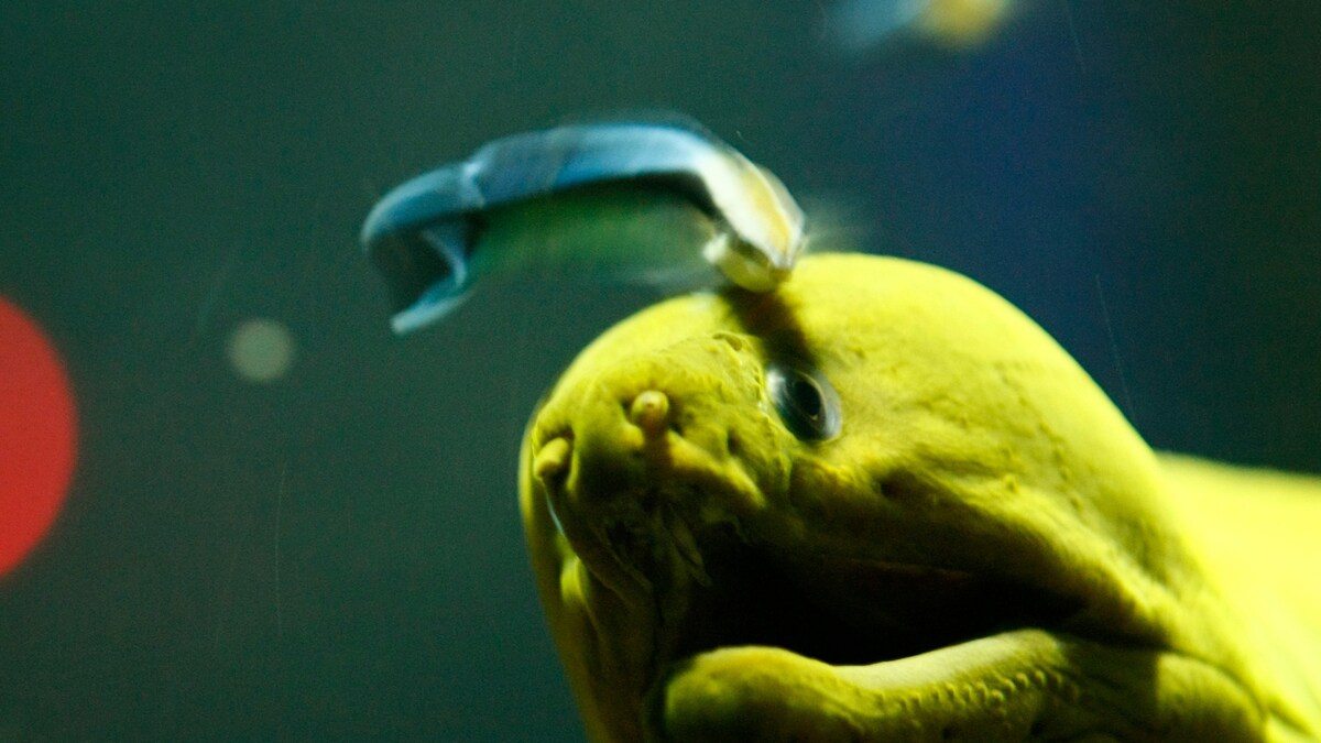 WATCH How Cleaner Shrimps and Moray Eels Help Each Other Out Under the