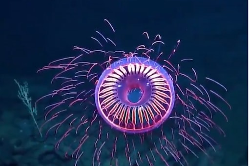 Watch: A Rare Species Of Jellyfish Spotted 4,000 Feet Below Sea In ...