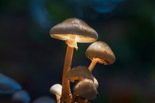 In the near future, mushrooms might revolutionise the cosmetics business and become a core part of 2023.
