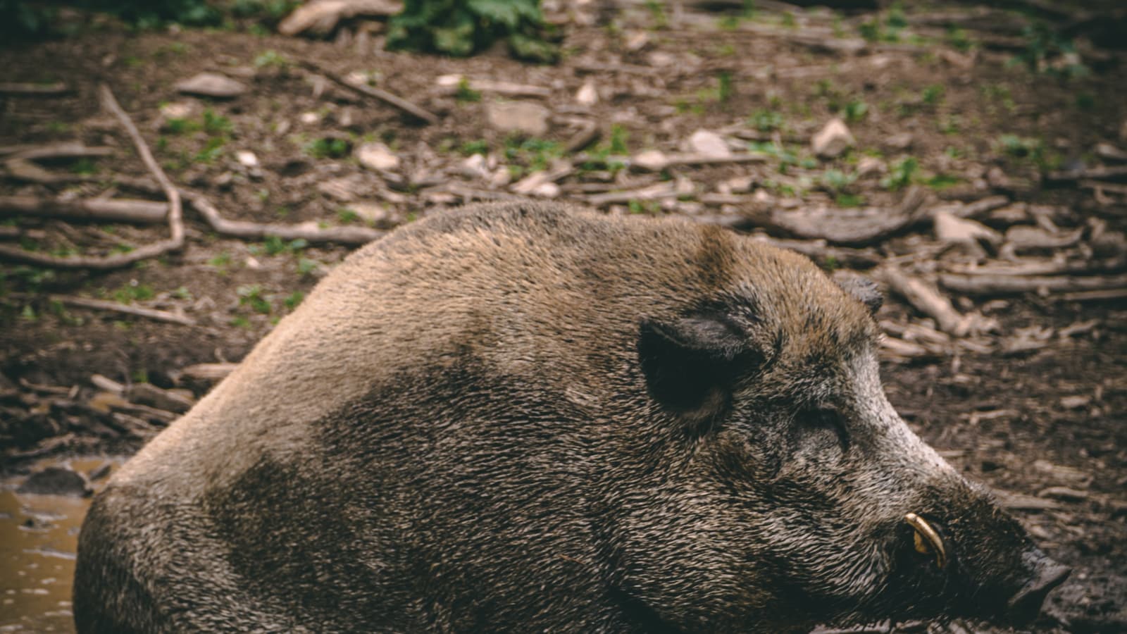 Frenchman who Mistook Man for Boar and Killed Him Avoids Long Prison Sentence