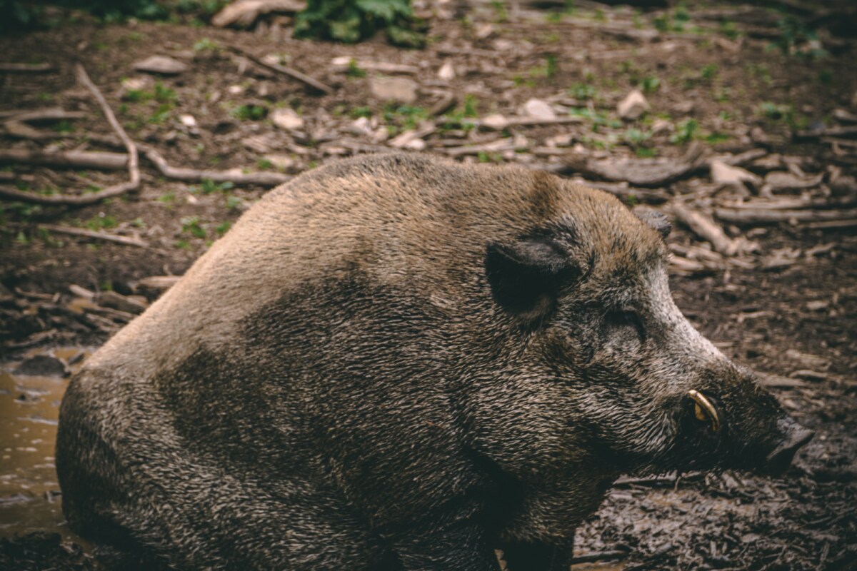 Frenchman Who Mistook Man For Boar And Killed Him Avoids Long Prison ...