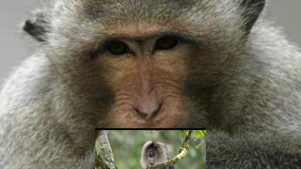 Viral Video of a Lion-tailed Monkey Has Caught Internet's Attention ...