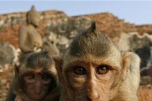 Maharashtra Man Dies After Falling Down a Gorge While Taking Selfie With Monkeys
