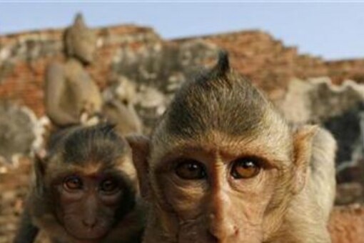 Maharashtra Man Dies After Falling Down a Gorge While Taking Selfie With  Monkeys
