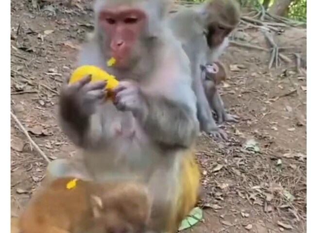 Monkey Stranger Watch: Monkey Teaching Its Kid Not To Accept Food From Strangers Is The ...