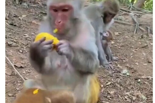 Monkey pulls its kid away, stopping the infant from accepting food from  strangers.