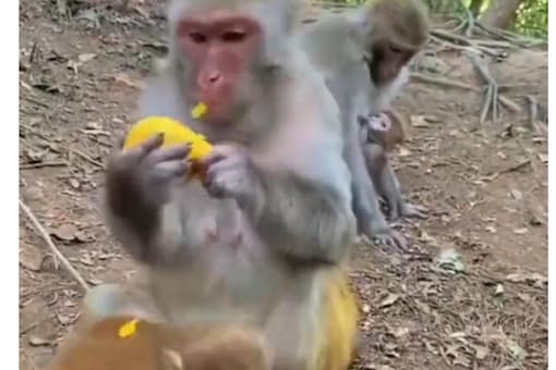 Monkey pulls its kid away, stopping the infant from accepting food from strangers. Monkey pulls its kid away, stopping the infant from accepting food from strangers.