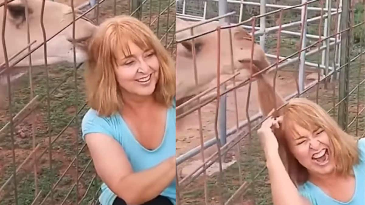 Watch: Camel Chews Off Woman's Hair As She Takes Selfie In Hilarious Video