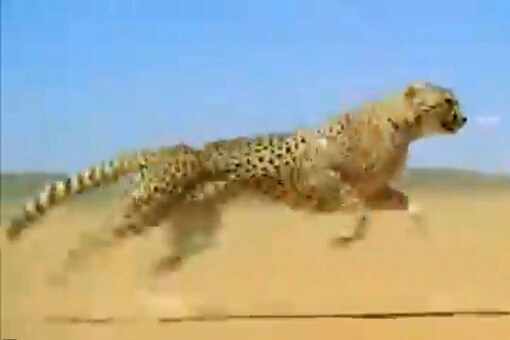Watch: Cheetah Runs At 100 kilometre Per Hour, Viral Video Leaves Internet Stunned Watch: Cheetah Runs At 100 kilometre Per Hour, Viral Video Leaves Internet Stunned