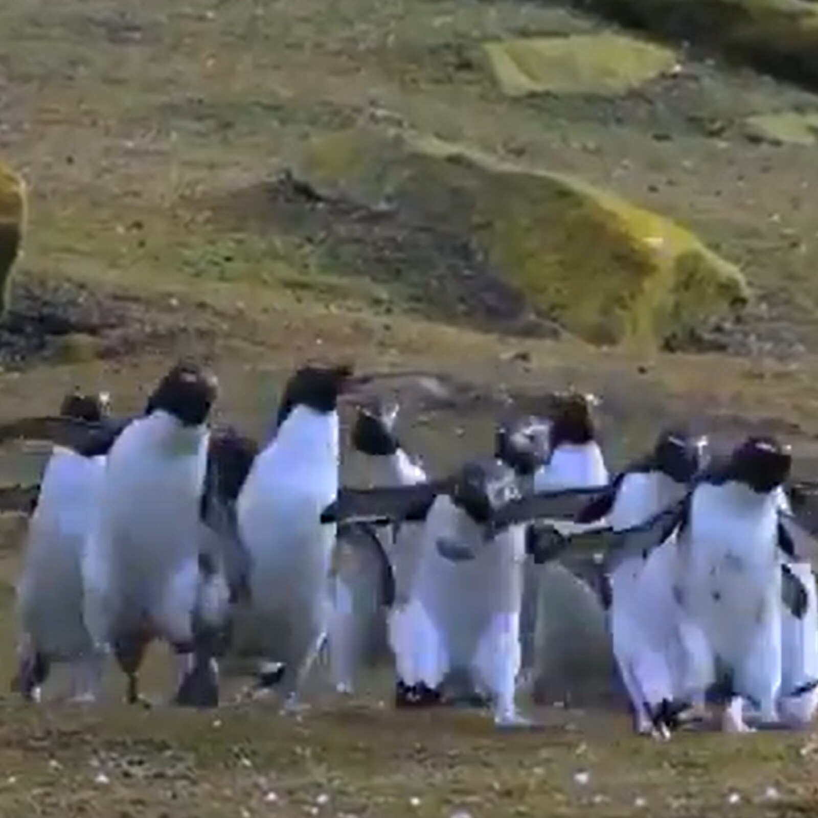 Adorable Video of Penguins Chasing a Butterfly Will Do Away Your Monday  Blues