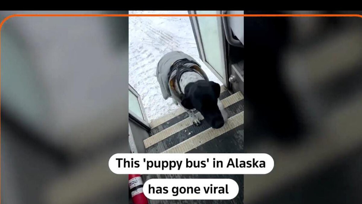 Video Shows ‘Puppy Bus’ In Alaska Picking Up Dogs For Morning Walk