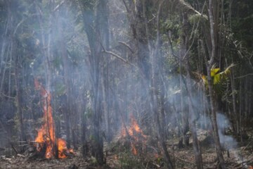 More than one-third of the  forest is degraded, study says