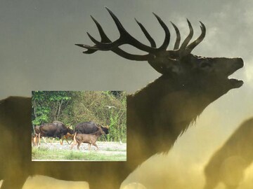 Sambar Deer or Gaur? Who Wins the 'Bodybuilding Competition' In This