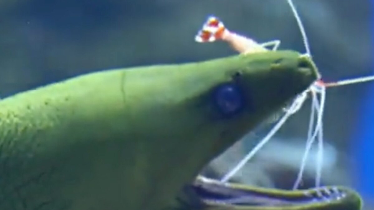 Viral Video Shows How Cleaner Shrimps and Moray Eels Help Each Other