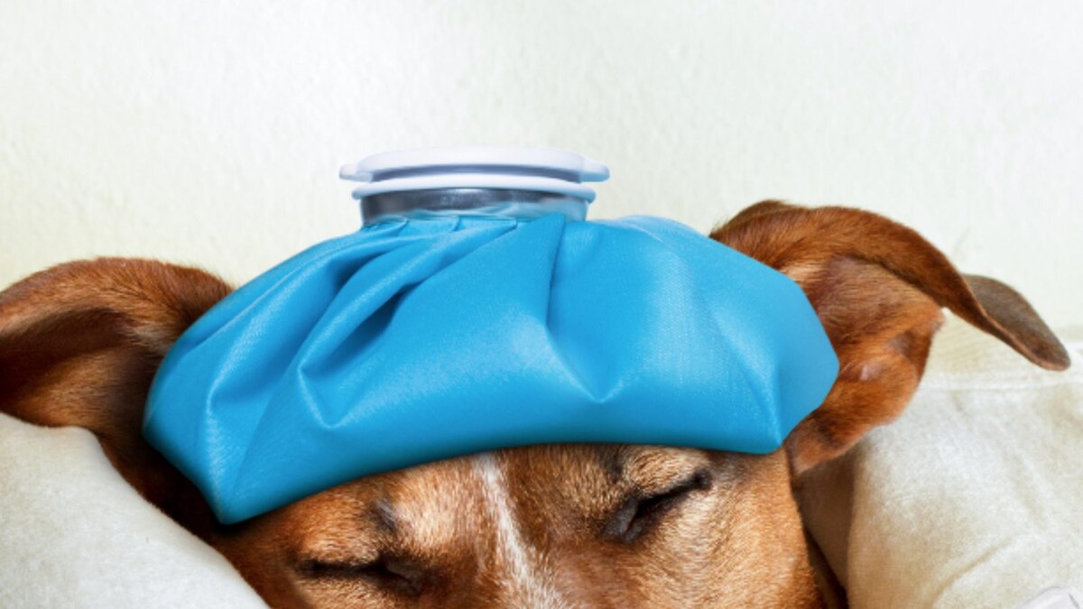 5 Signs to Know If Your Pet Is Unwell And What You Can Do