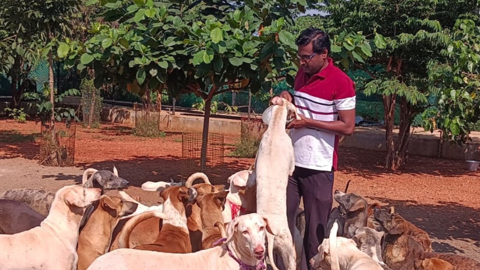 Tamil Nadu Engineer Who Conserved 100 Indigenous Dog Breeds Bags Award