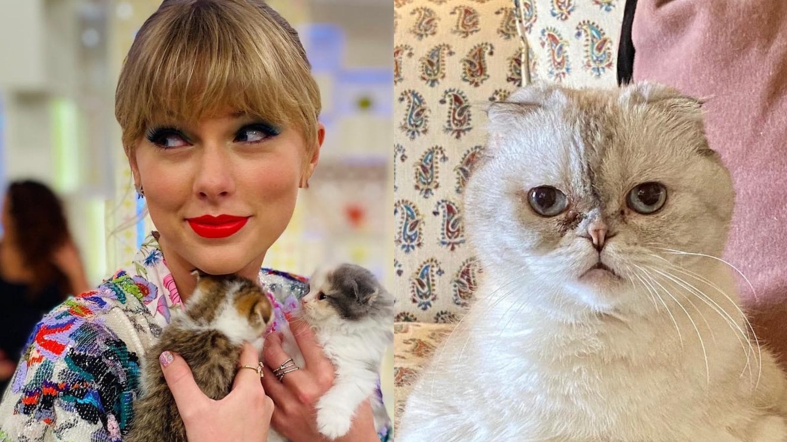 Taylor Swift's Cat Olivia Is One of the Wealthiest Pets, Reportedly