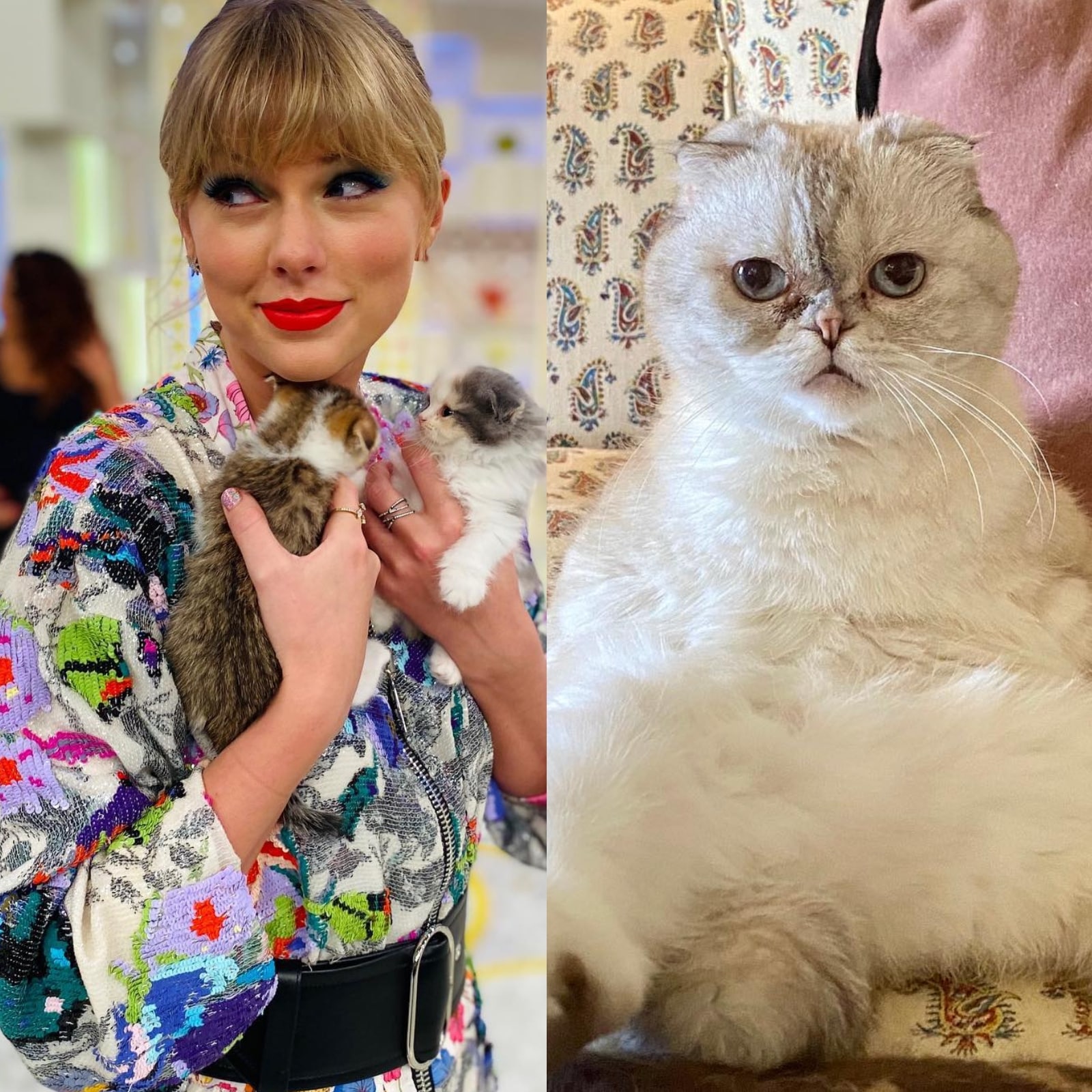 Taylor Swift's Cat Olivia Is One of the Wealthiest Pets, Reportedly Worth  Rs 802 Crores - News18