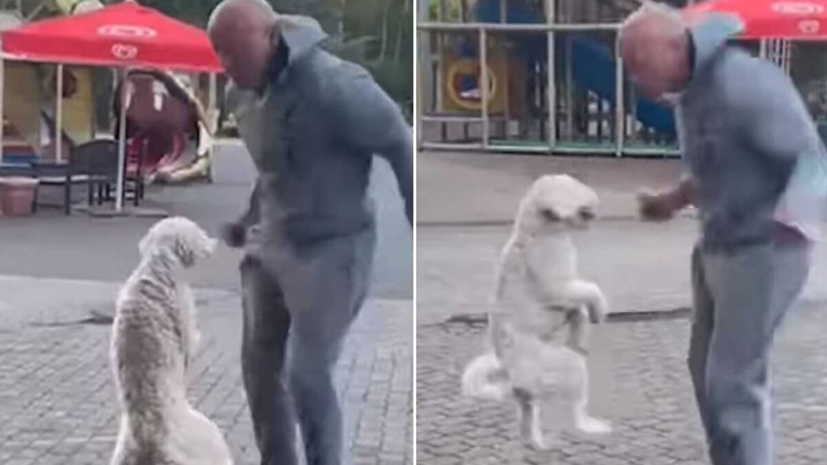 Watch Dog Creates Guinness World Record For Most Number Of Skips On