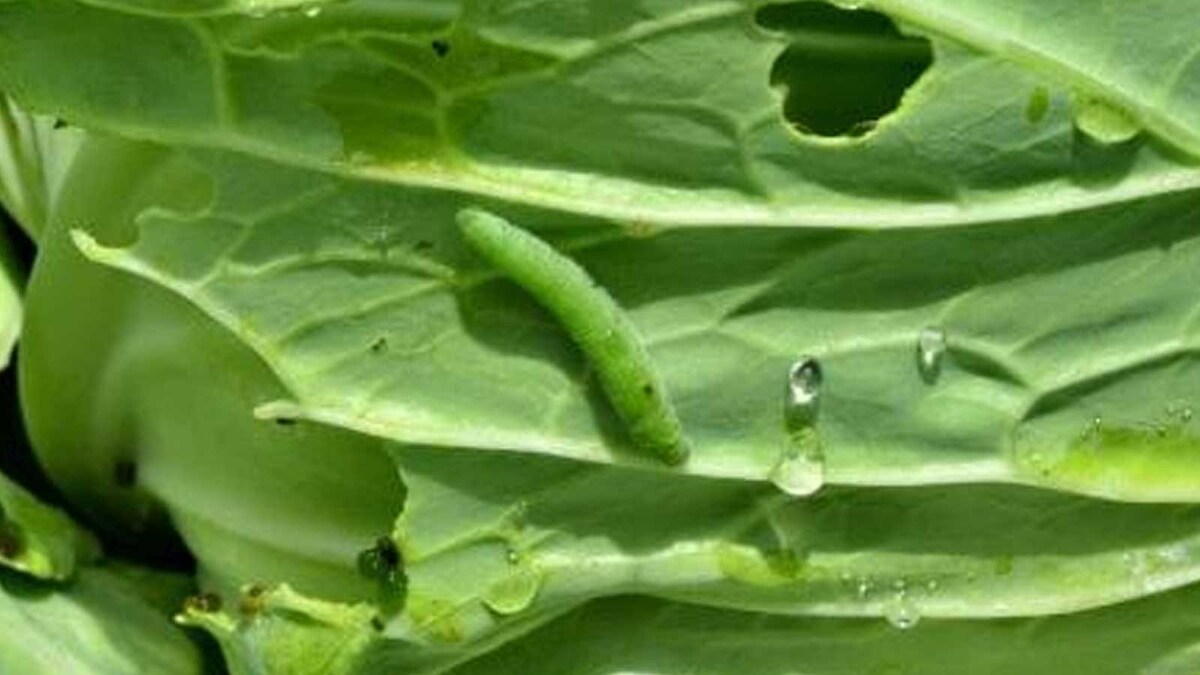 Kitchen Hacks To Remove Worms And Insects From Green Vegetables News18