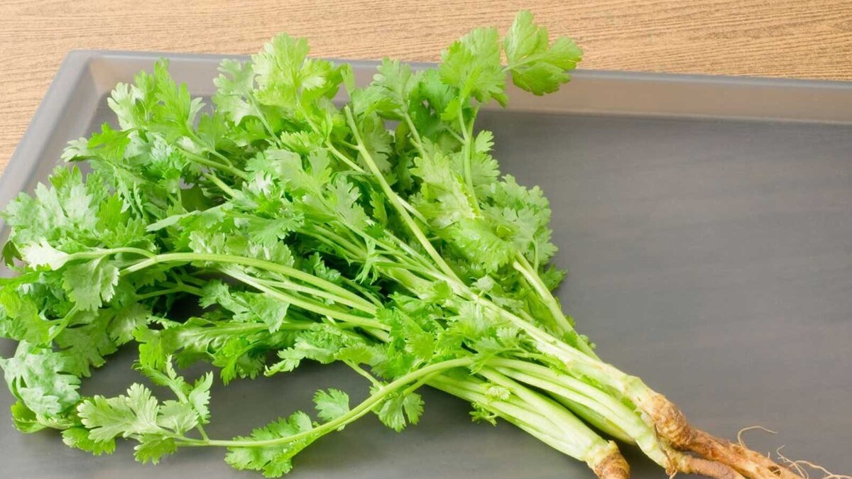 Struggling To Store Coriander For Long? Follow These Effective Tips