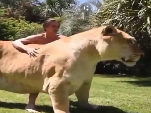 A video has been going viral where this beast of an animal is sending a chill down the spines of internet users.
