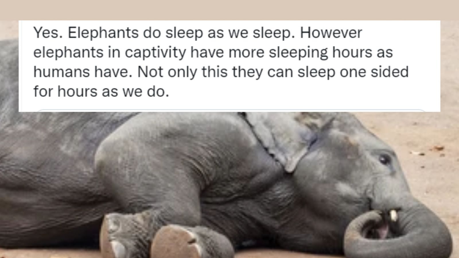 Video of Migrating Elephant Taking a Short Nap Stirs Conversation About Effects of Their Captivation