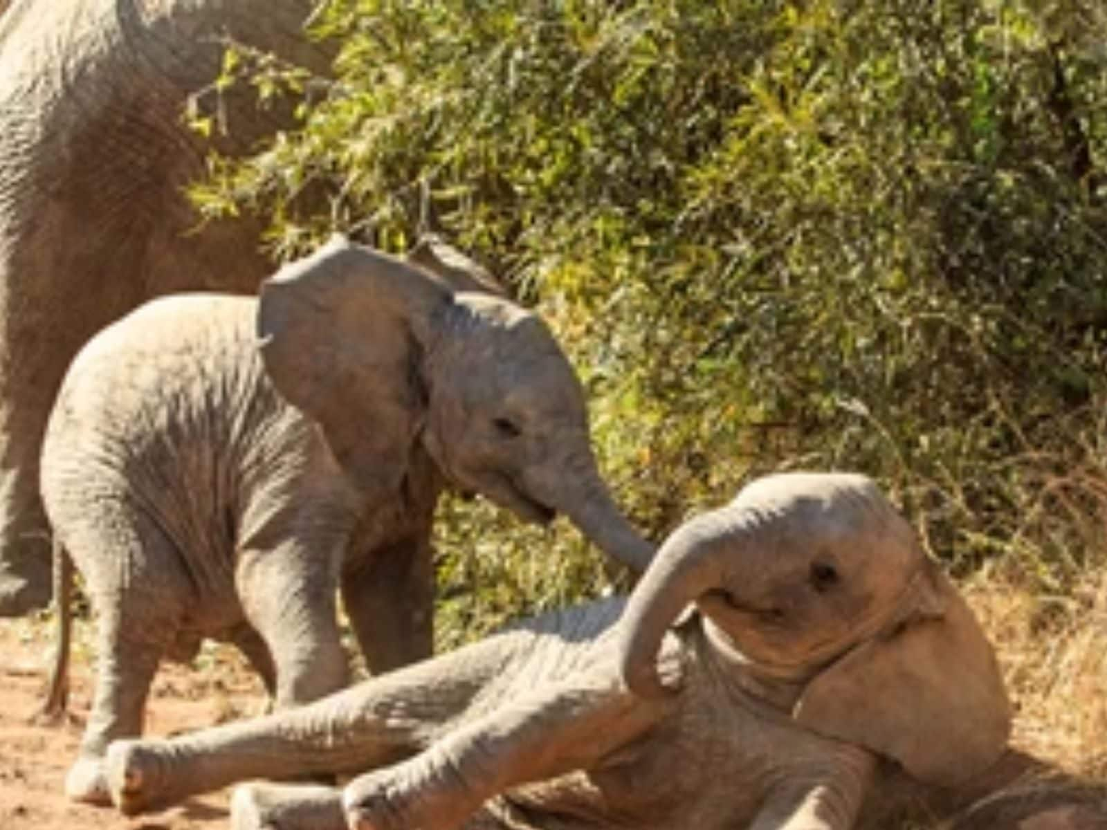 Elephant helps guy do crazy dunk, Just a casual dunk  with help from an  elephant 😲, By ESPN