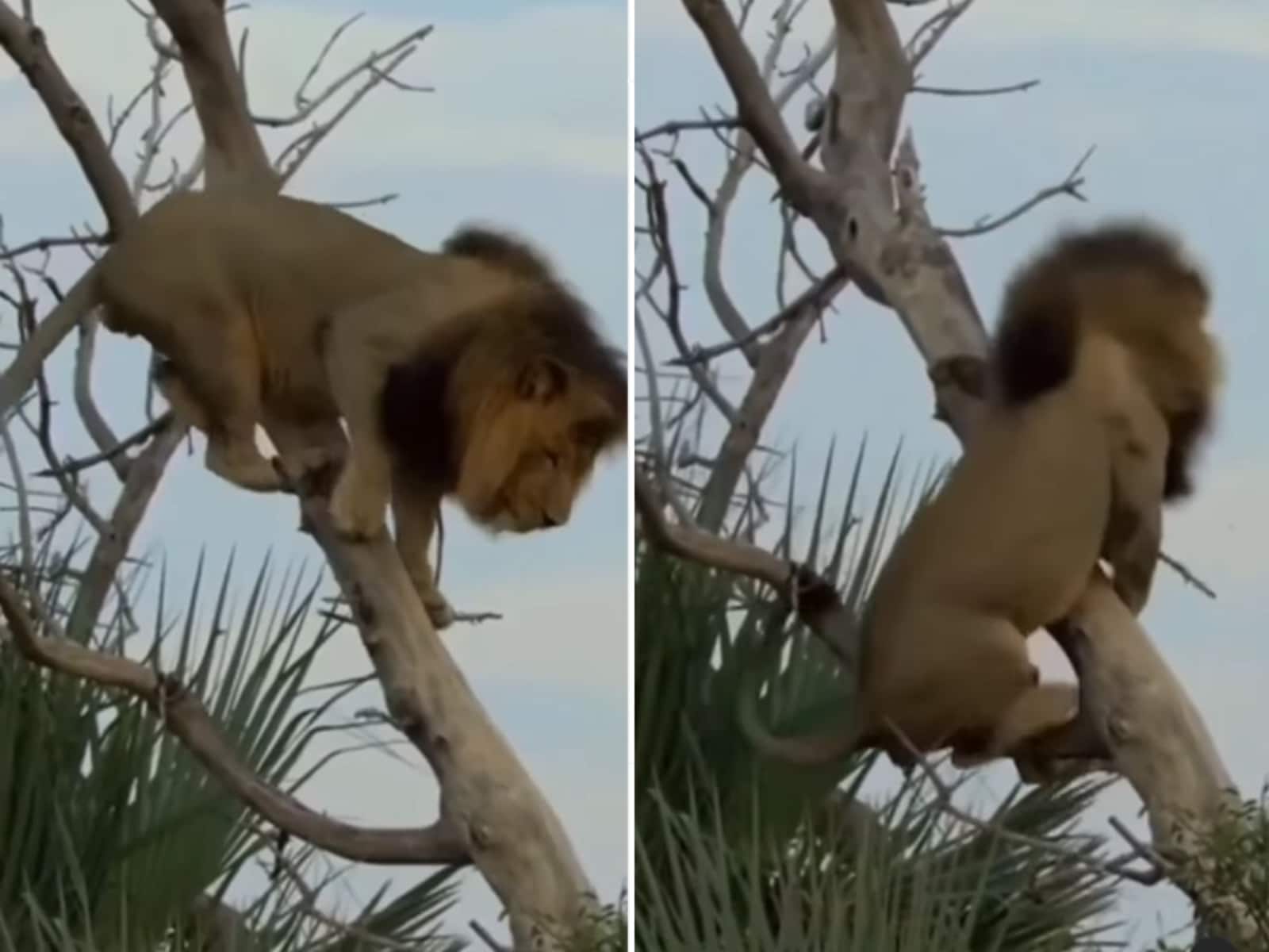 Lion's Funny Fall From A Tree Leaves Internet In Splits; Have A Look
