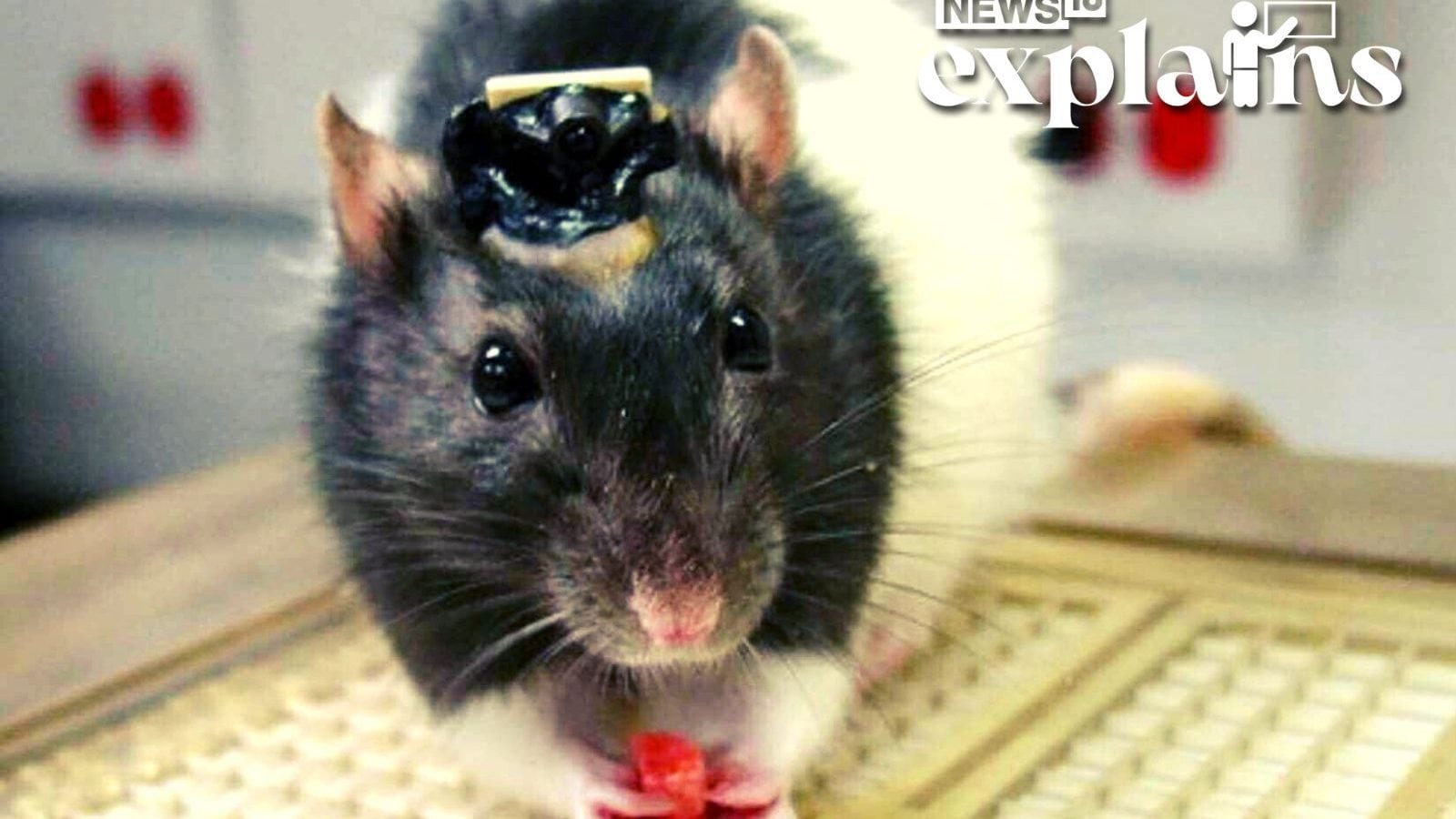 Человек мышь мозг. Лабораторные мыши. Мышка с микрочипом. Голова мыши. Мышь с камерой.